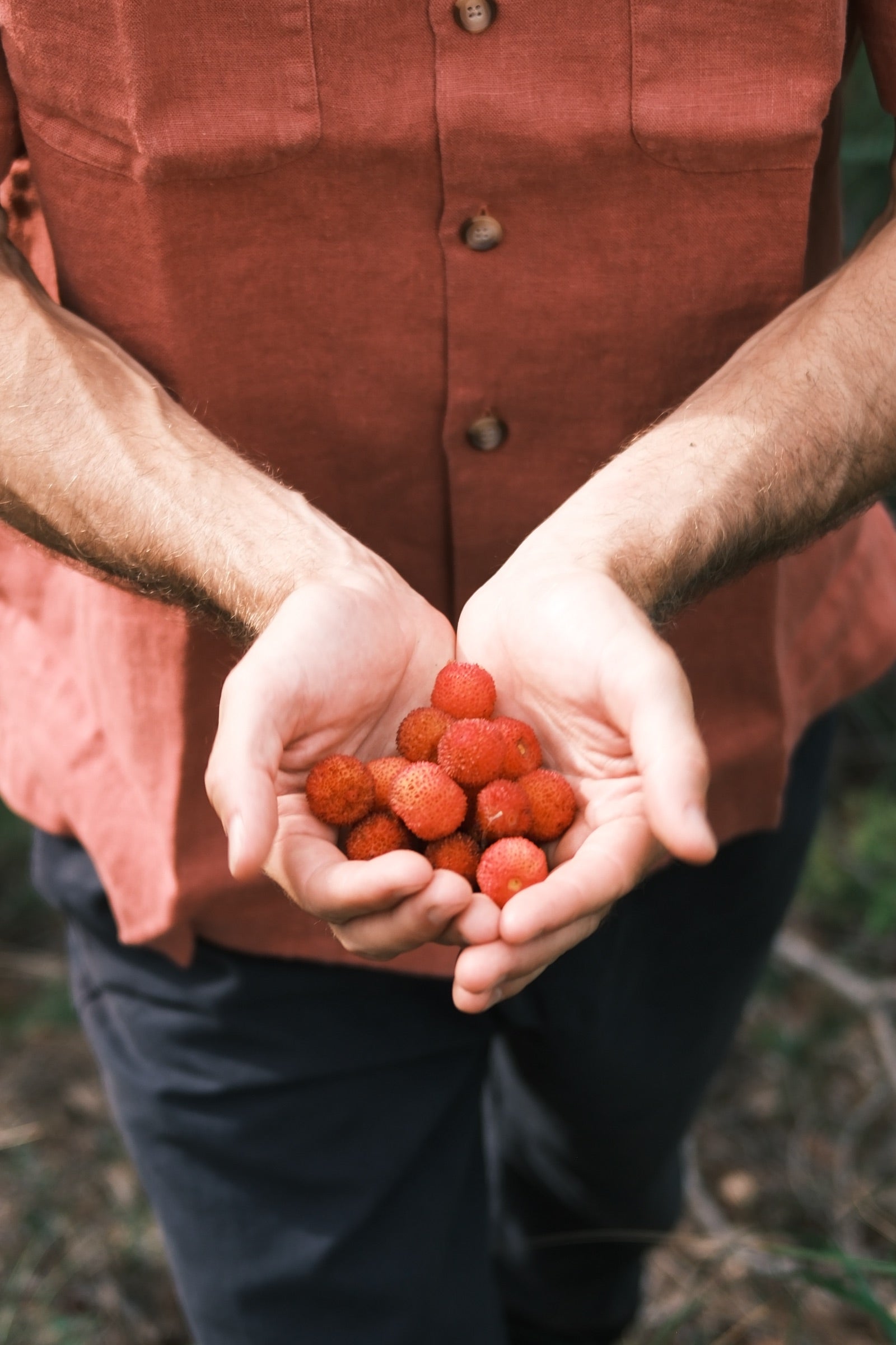 Manos que sostienen frutos rojos de madroño, con una camisa de lino rojiza